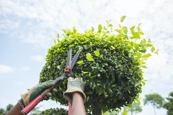 Affordable tree pruning