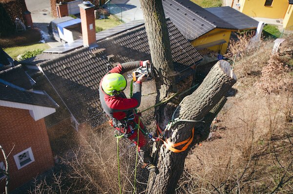Cutting tree at height