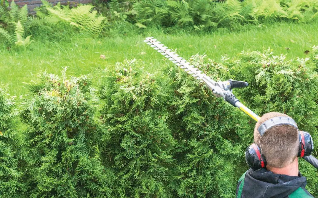 Fast Growing Trees