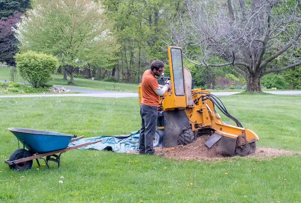 Grinding tree stump in client's yard