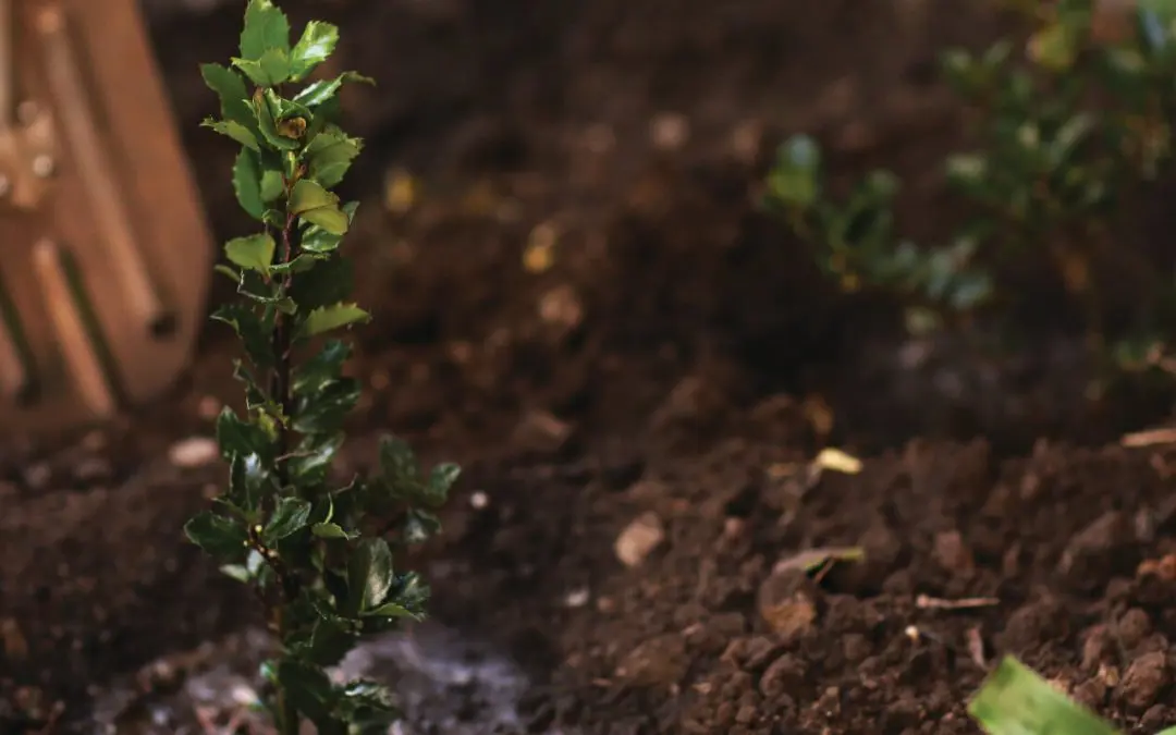 How to Stake a Tree
