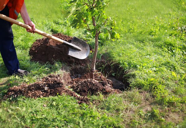 Know where to plant trees