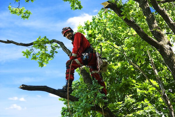 Our friendly arborist staff