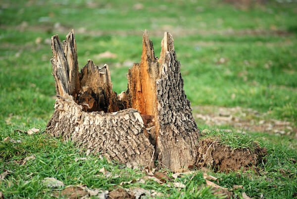 Pests within the stump