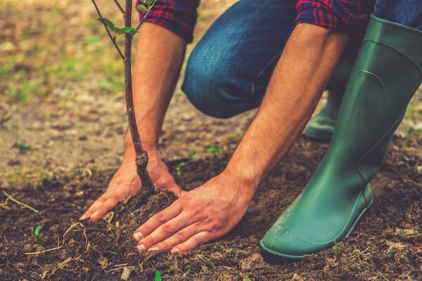 Prepare soil