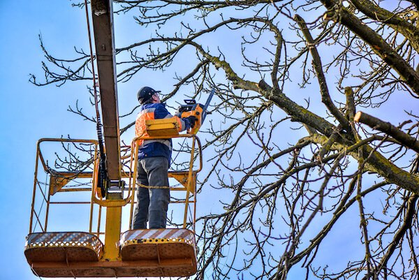 Reasons to prune trees
