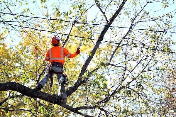 Reasons to trim trees