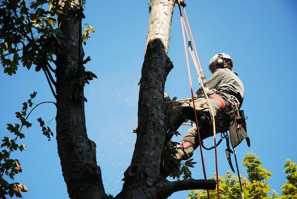 Signs for tree service