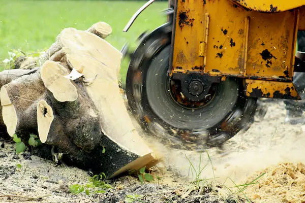 Stump grinding tree trunk