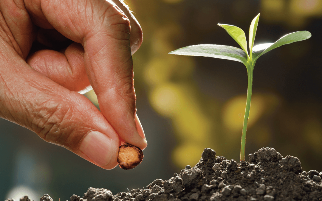 When Is the Best Time of Year to Plant Trees?
