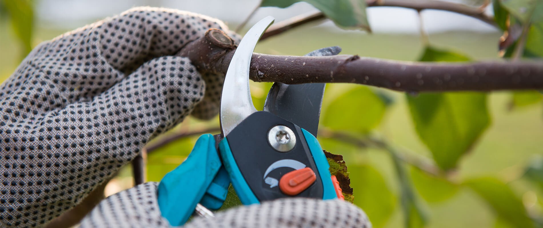 When Is the Best Time to Prune Trees?