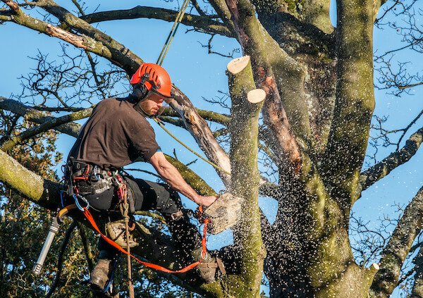 Time to cut trees