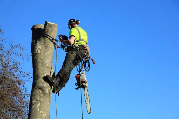 Caledon Tree Removal Safety Specialists
