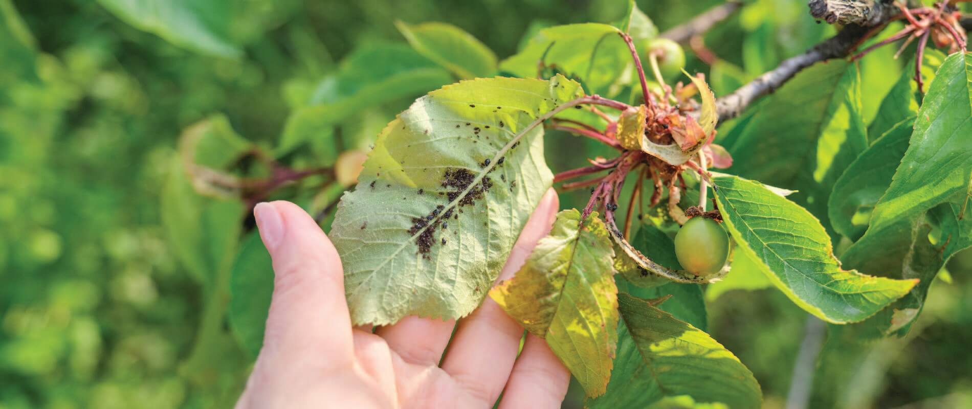 6 Common Tree Diseases in Toronto