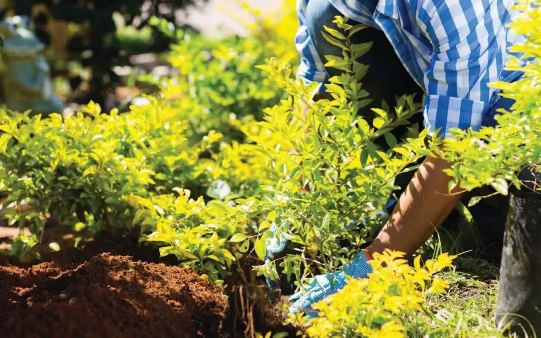 Top 10 Trees to Plant in Toronto