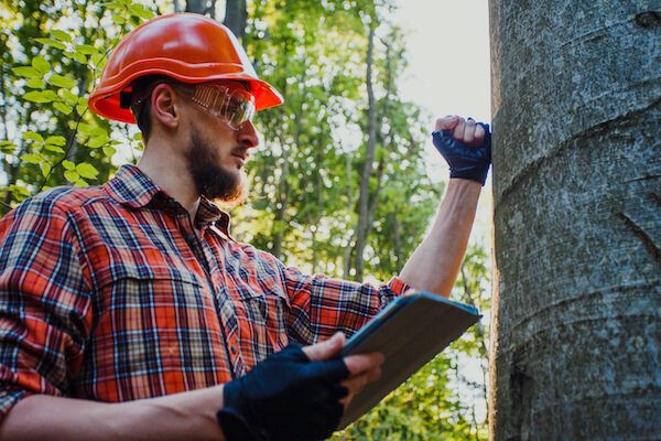 Tree assessment by expert