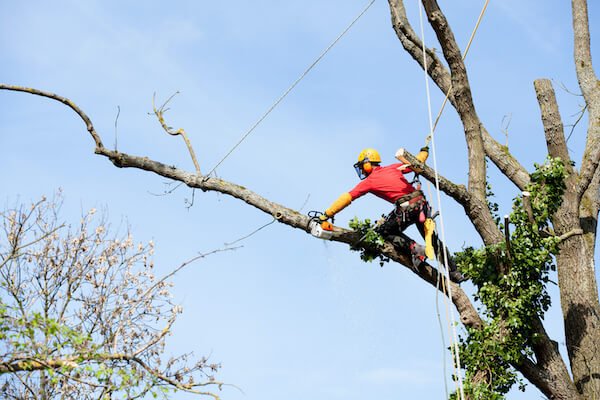 Tree cutting done properly