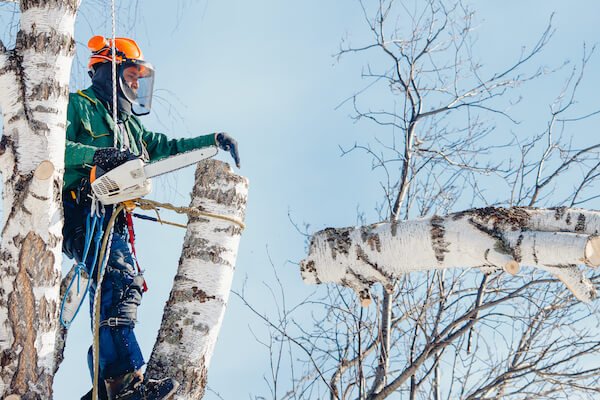 Tree Menders tree service crew