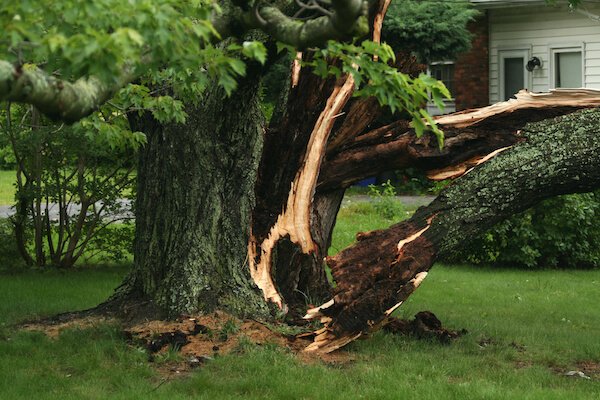 Tree liability