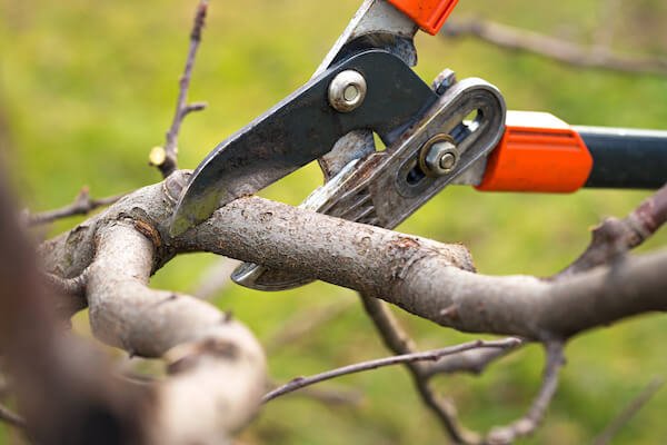 What Is Pruning? The Importance, Benefits and Methods