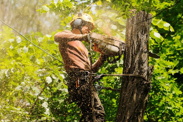 Tree removal by arborist