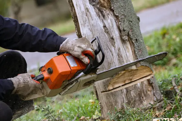 Should You Remove Your Tree?
