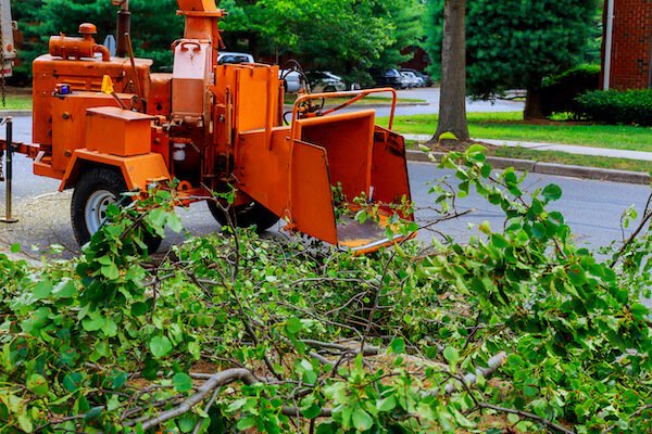 Tree removal service