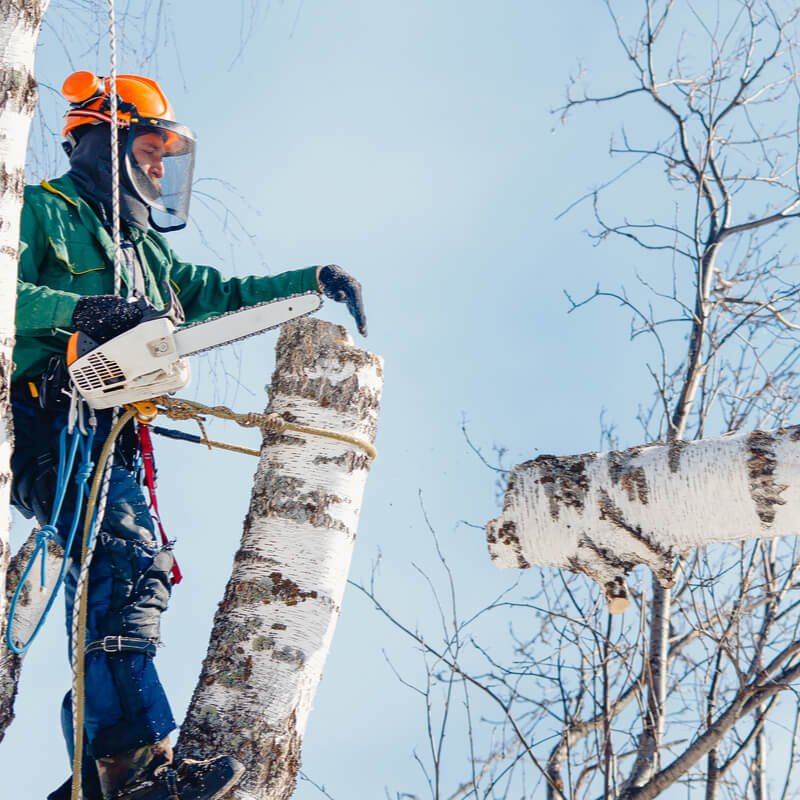 tree mender crew clearing up the removed tree and branches