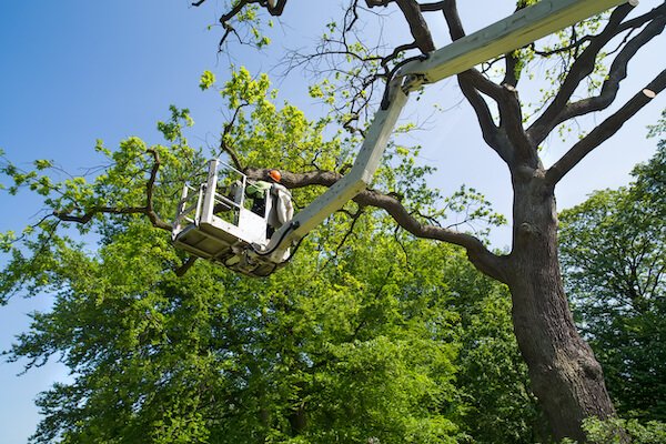 Tree trimming timing