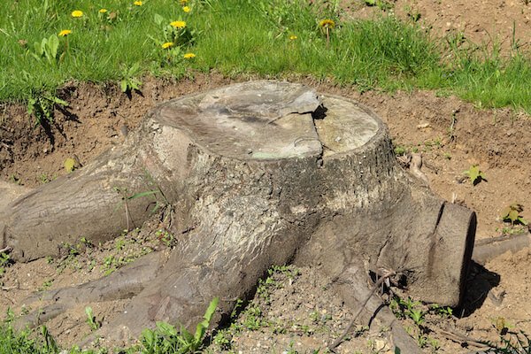 Unsightly tree stump